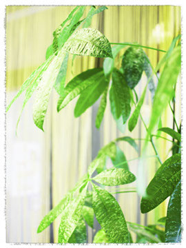 リーフレーベル店内観葉植物写真